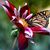 Gena Martins's profile image