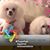 Dianne Rasmussen's profile image