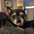Shay M Harrison's profile image