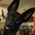 Debbie Lord Plummer's profile image