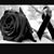 Jose Najarro's profile image