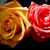 Donna Frescott's profile image