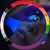 Genevieve Paprika's profile image