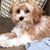 Cathy Huggins Larose's profile image