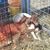 Codie Robertson Whetstone's profile image