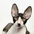 Berliose Talouse's profile image
