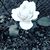 Dawn Dalton Brown's profile image