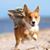 Ann Chase Lubbers's profile image