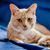 Casey Catsinfla's profile image