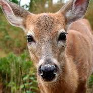 Nancy Bahs's profile image