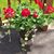 Christine Balhorn-Zoglmann's profile image