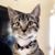 Rachel Roza's profile image