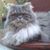 March Chaves's profile image