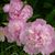 Debra L. Sanders's profile image