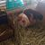 Jolyn Truitt Fox's profile image