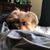 Elaine Whitfield Lee's profile image