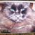 Vicki Olten's profile image