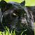 Toracia Simmons Swift's profile image