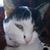 Tifani Brooklyn's profile image