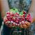 Melissa Groos's profile image