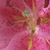 Sharon Kunzler's profile image