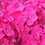 Joanne DePalma Noble's profile image