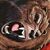 Brian Peppin's profile image