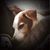 Cortni Lawson's profile image