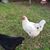 Andi Harris Upchurch's profile image