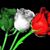 Tina P. Giustra-Perez's profile image