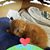 Janet Fox's profile image