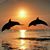 Suha Abbas's profile image
