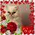 Laura Murauskas's profile image
