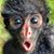 Steven Voll's profile image