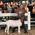 Mandy Ferguson Robbins's profile image
