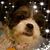 Linda Lovejoy Boone's profile image