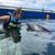 Annette Westphal's profile image