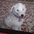 Mary Shover Price's profile image