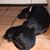 Elizabeth Penley Griffith's profile image