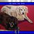 Shirley Board Wainwright's profile image