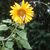 Peggy Korff Minder's profile image