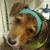Sharon Wallace Horne's profile image