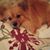 Deb Stevens's profile image