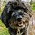 Cheryl Giese's profile image