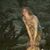 Dana Sidhe Seer Canning's profile image