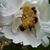 Sharon F Davis's profile image