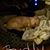 Cathy Lynn Townsend-Carder's profile image