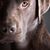 Sylvia Parsons Fox's profile image