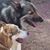 Dianne Halligan's profile image