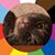 Lisa Schutzenhofer Eastman's profile image